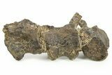 Articulated Ornithischian Dinosaur (Camptosaurus) Vertebrae -Wyoming #367604-1